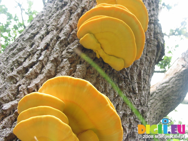 28116 Big Yellow Mushrooms on Tree - Sulfur Shelf (Laetiporus sulphureus)